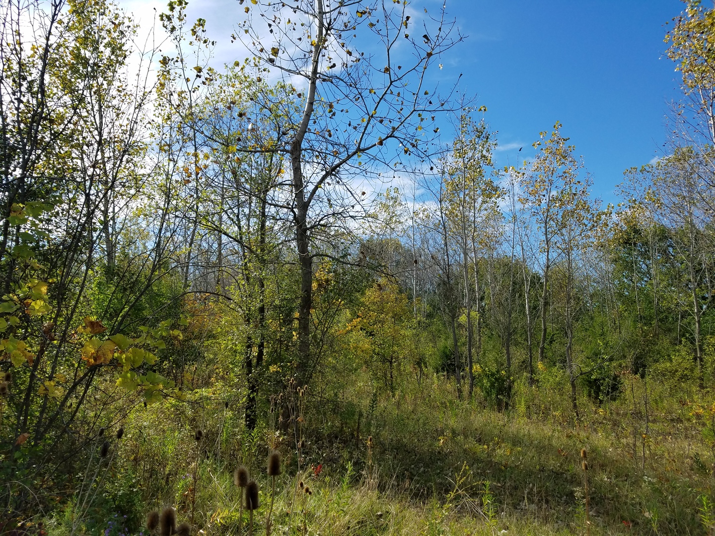 0 North State Street Lockport, IL 60441 - Photo 2 of 3 a view of a forest with a tree