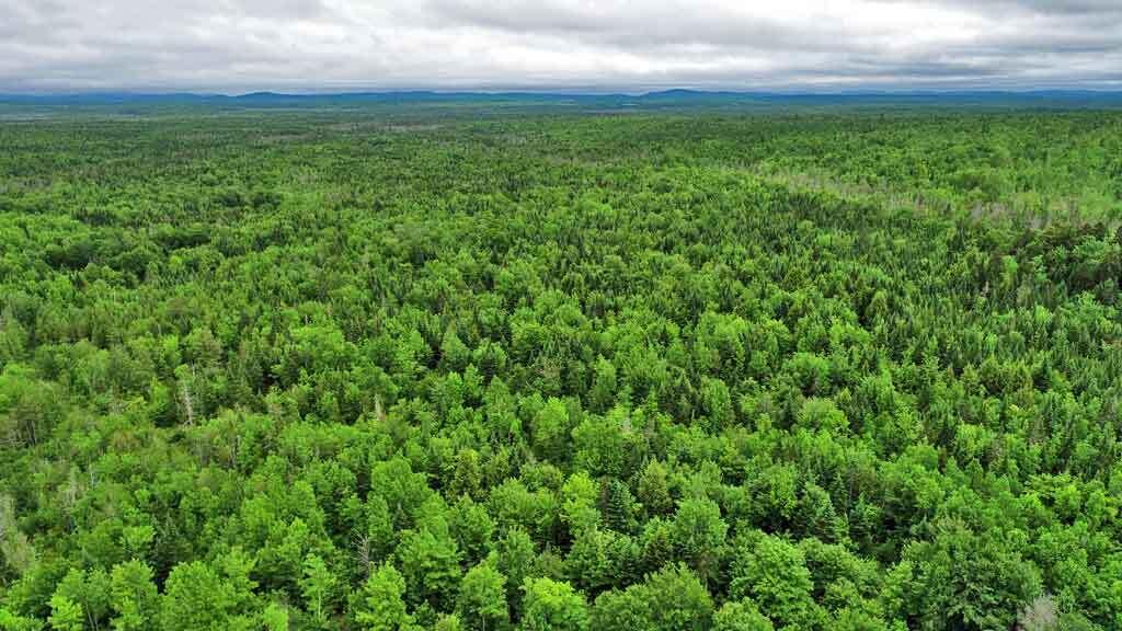 823 Highway 1 Amity, ME 04471 - Photo 33 of 68 woods-land-privacy-aerial