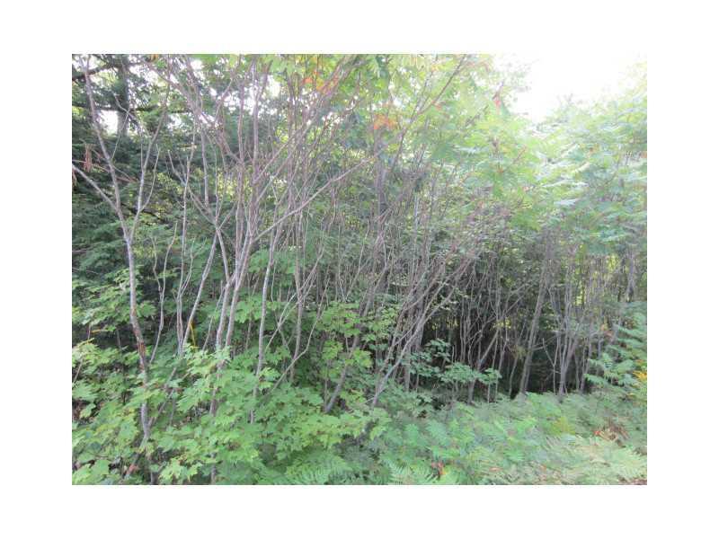 Lot 3 Douglass Road Newry, ME 04261 - Photo 2 of 3 Land/Lot.