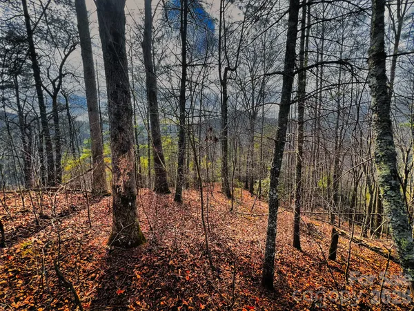 a view of covered with trees