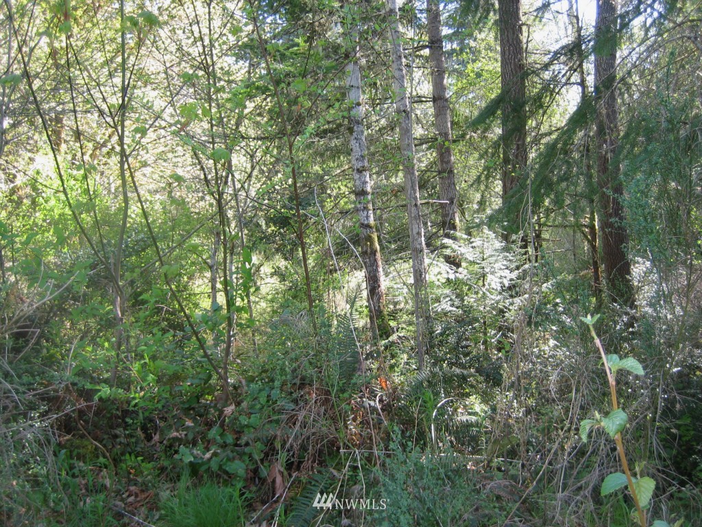 0 12 Lots Off Centerline Road Grapeview, WA 98546 - Photo 5 of 9 Gallery Image 5