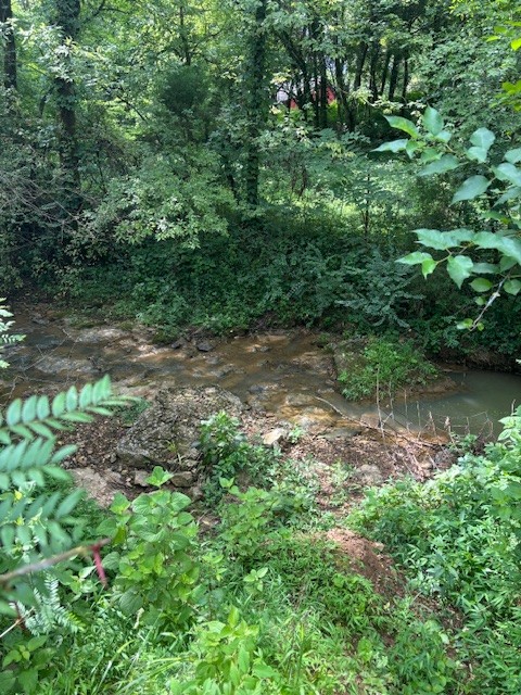 3050 Tarpley Shop Road Pulaski, TN 38478 - Photo 23 of 28 a view of a lush green forest with lawn chairs