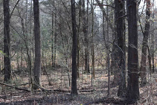 a view of forest