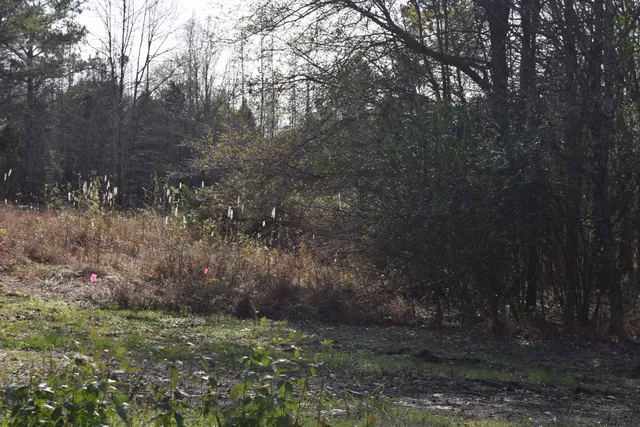 a big yard with lots of green space and fog