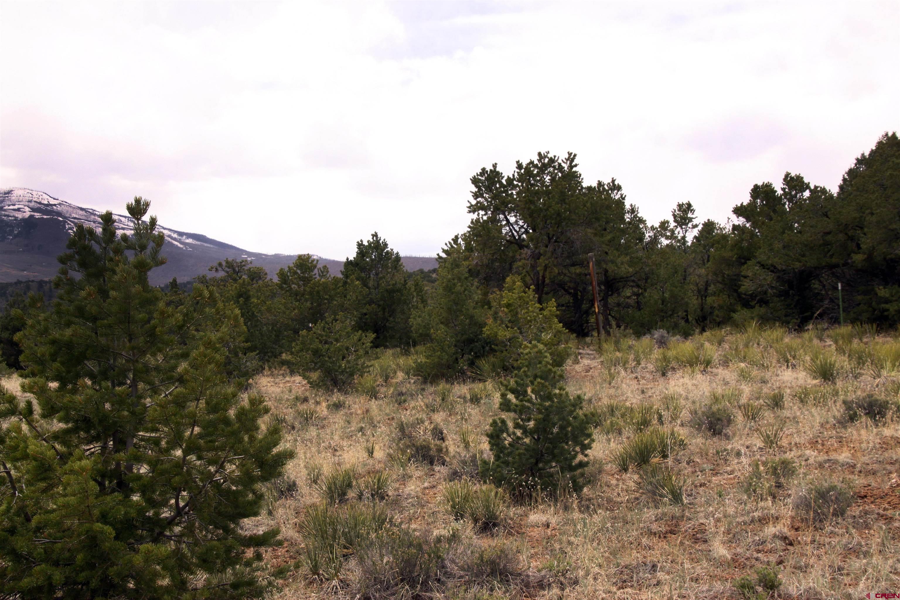 877 Vail Pass Road South Fork, CO 81154 - Photo 12 of 25 a view of a covered with trees in the background