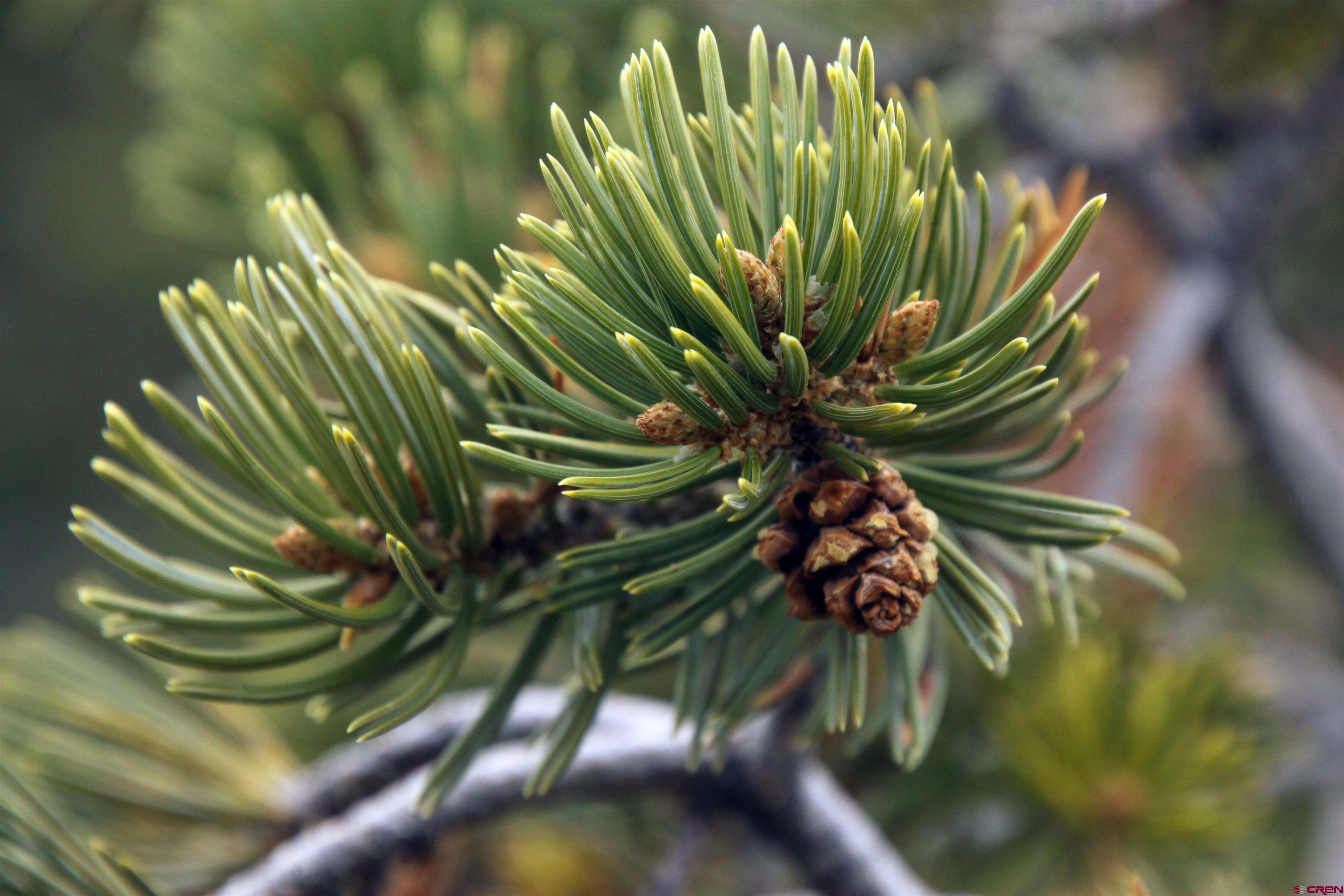 877 Vail Pass Road South Fork, CO 81154 - Photo 15 of 25 a view of a plant