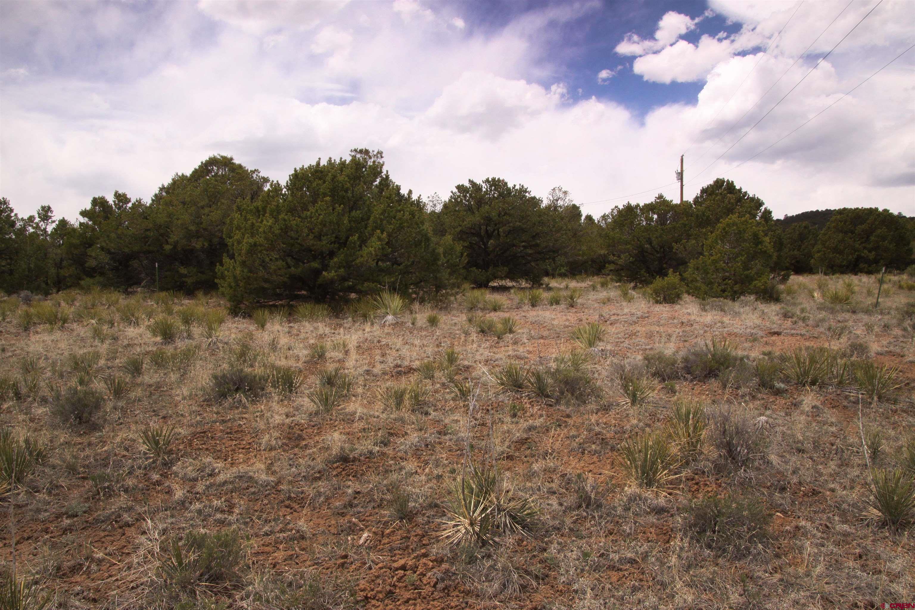 877 Vail Pass Road South Fork, CO 81154 - Photo 17 of 25 a view of a bunch of trees and bushes