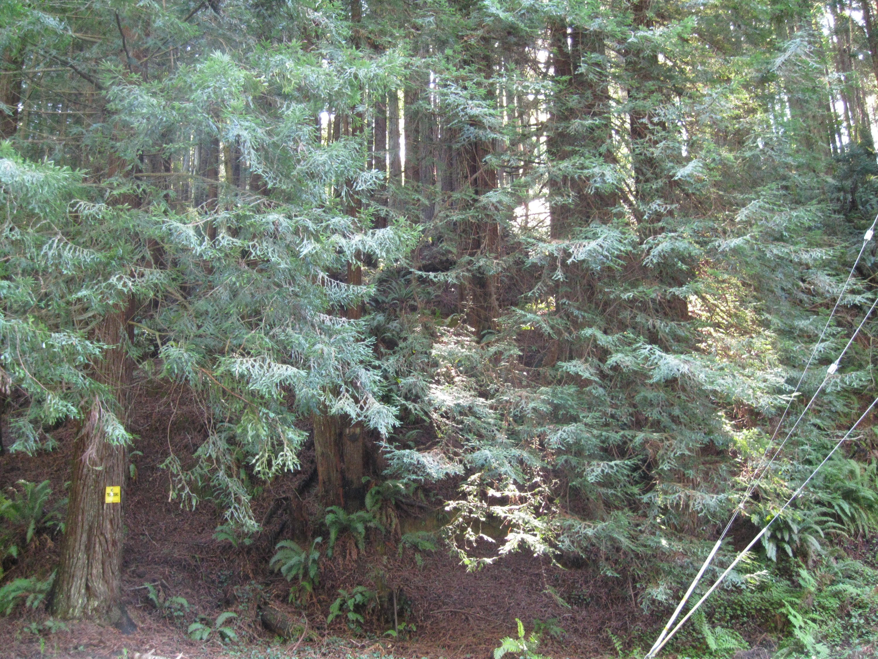 20 Beverly Drive Arcata, CA 95521 - Photo 2 of 9