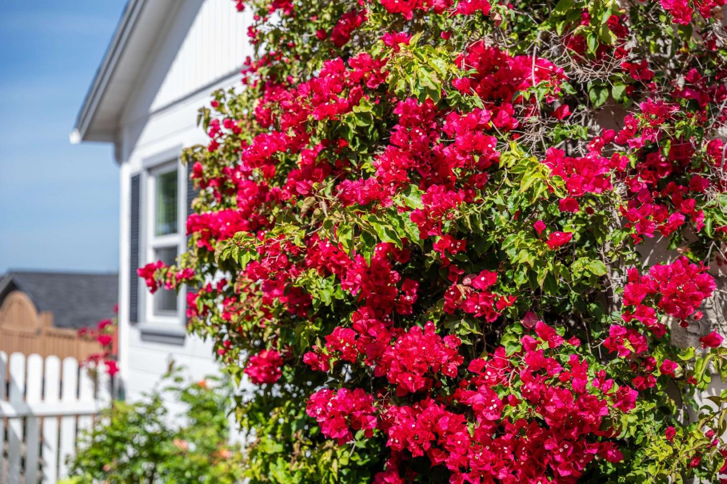 1 Serrano Way Del Rey Oaks, CA 93940 - Photo 15 of 47 a flower view