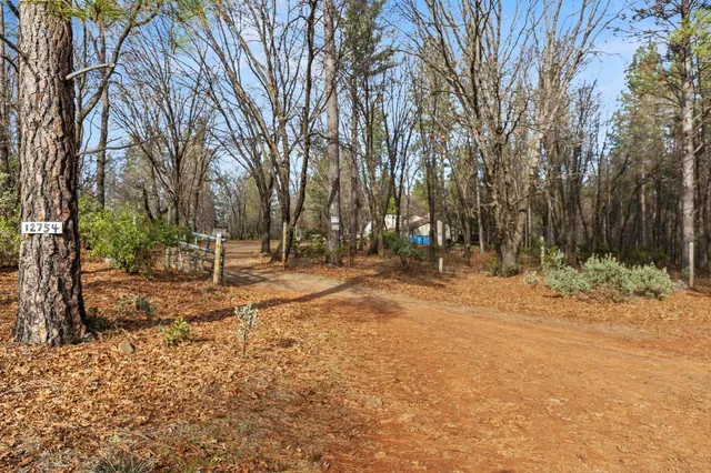 a view of a forest with a forest