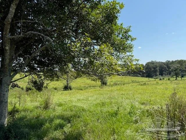 a big yard with lots of green space and deers