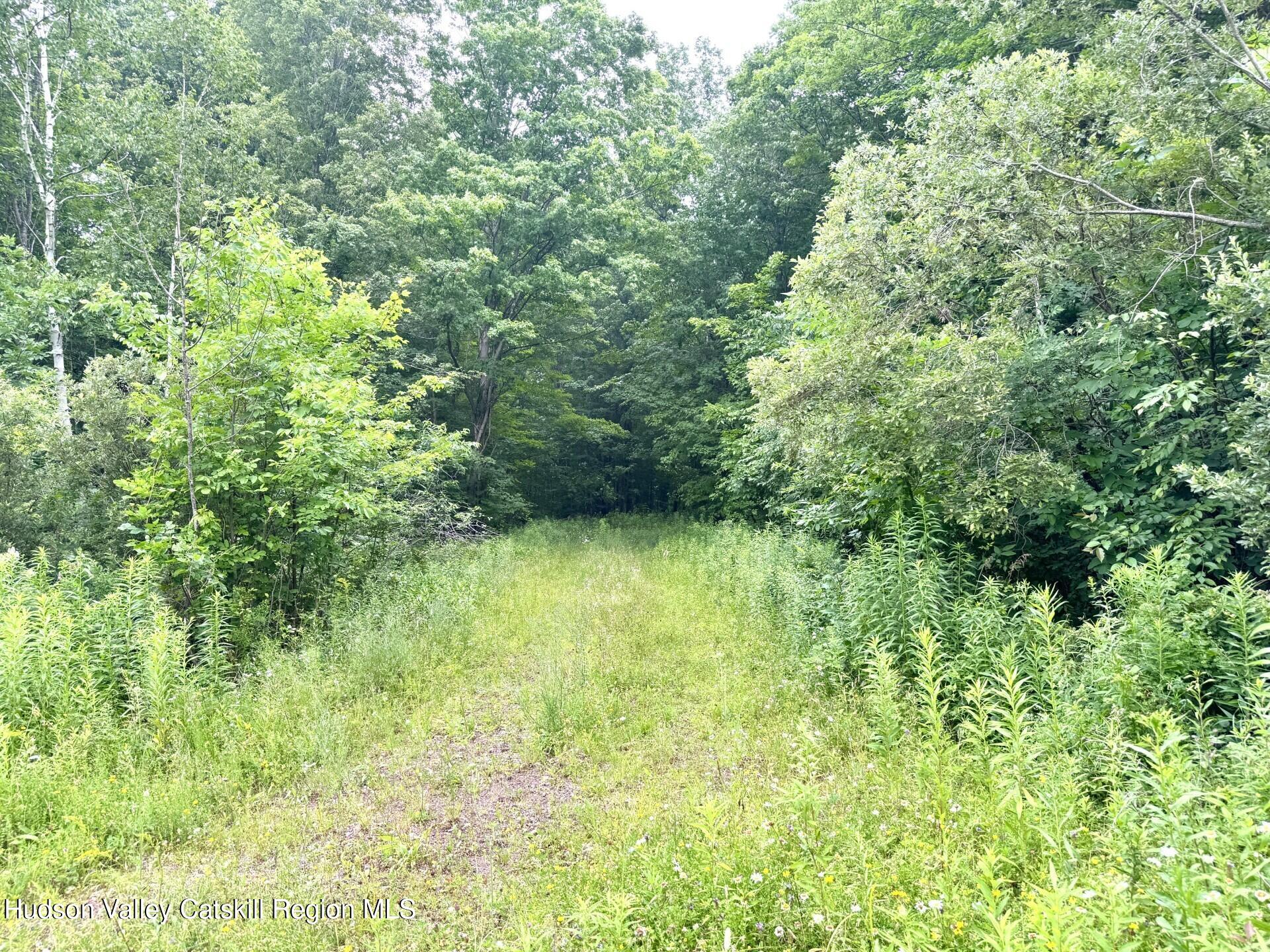 174 High Peak Road Windham, NY 12439 - Photo 11 of 27 a view of a yard with plants