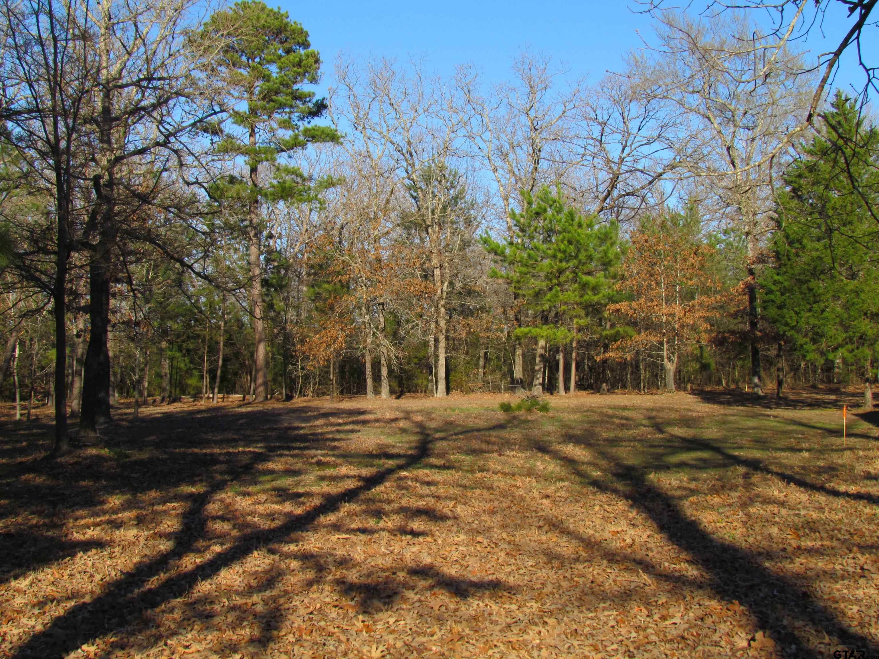 a view of dirt yard with large trees