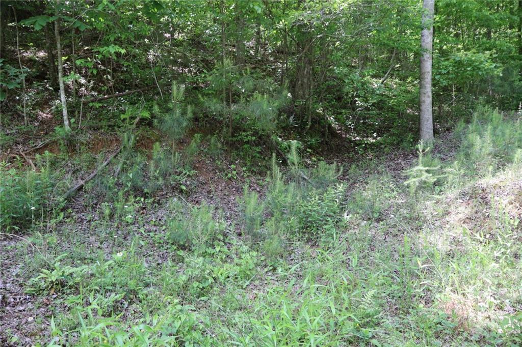 0 Parksbrook Road Ellijay, GA 30540 - Photo 12 of 22 a view of a lush green forest