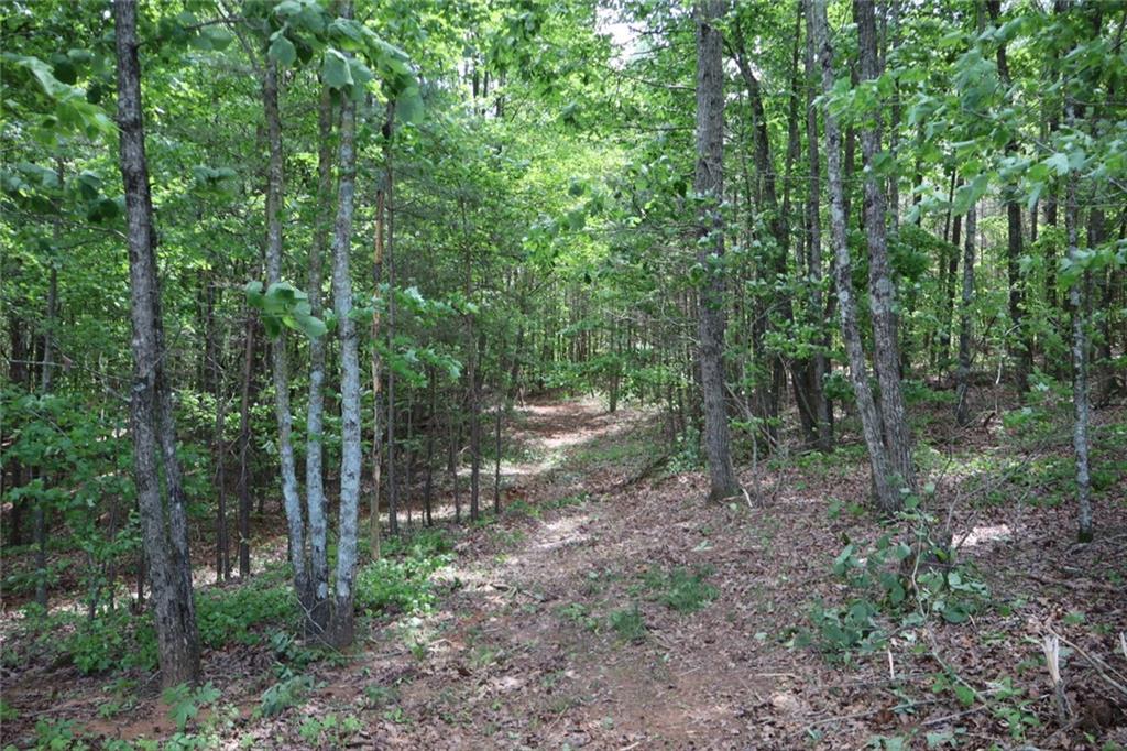 0 Parksbrook Road Ellijay, GA 30540 - Photo 15 of 22 a view of a forest with trees in the background