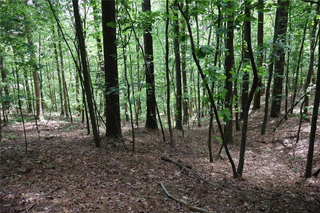 0 Parksbrook Road Ellijay, GA 30540 - Photo 21 of 22 a view of outdoor space with lots of trees