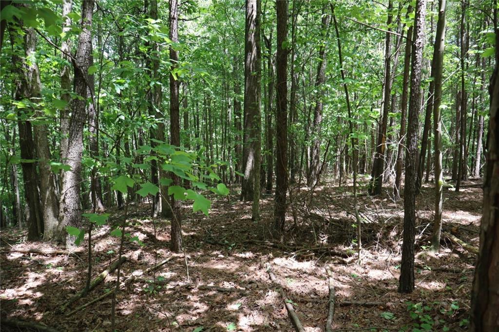 0 Parksbrook Road Ellijay, GA 30540 - Photo 3 of 22 a view of forest