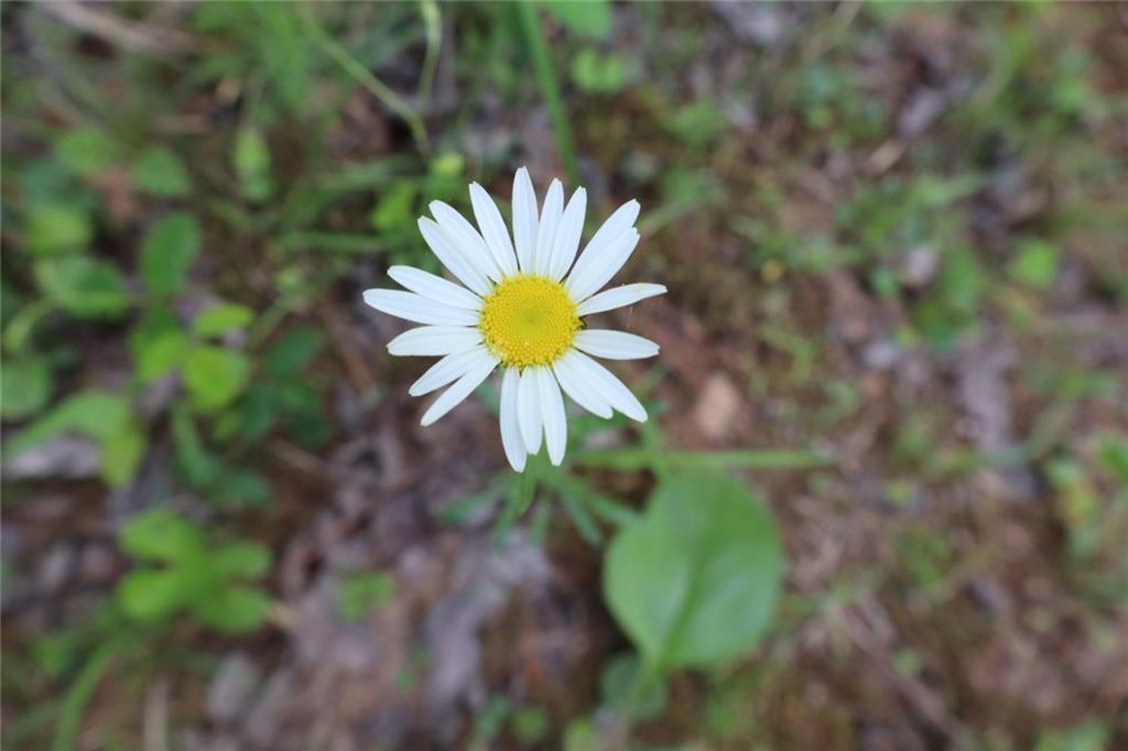 0 Parksbrook Road Ellijay, GA 30540 - Photo 4 of 22 a view of a flower