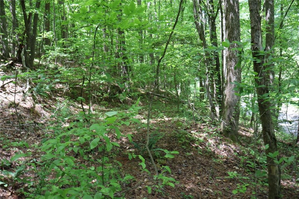 0 Parksbrook Road Ellijay, GA 30540 - Photo 5 of 22 a view of a forest with lots of trees