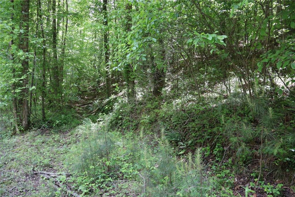 0 Parksbrook Road Ellijay, GA 30540 - Photo 7 of 22 a view of a lush green forest