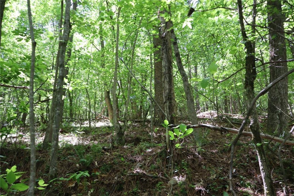 0 Parksbrook Road Ellijay, GA 30540 - Photo 8 of 22 a view of forest