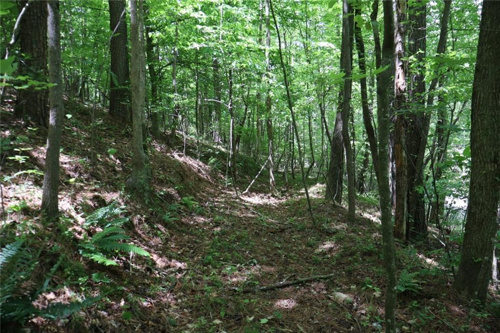 0 Parksbrook Road Ellijay, GA 30540 - Photo 9 of 22 a view of forest