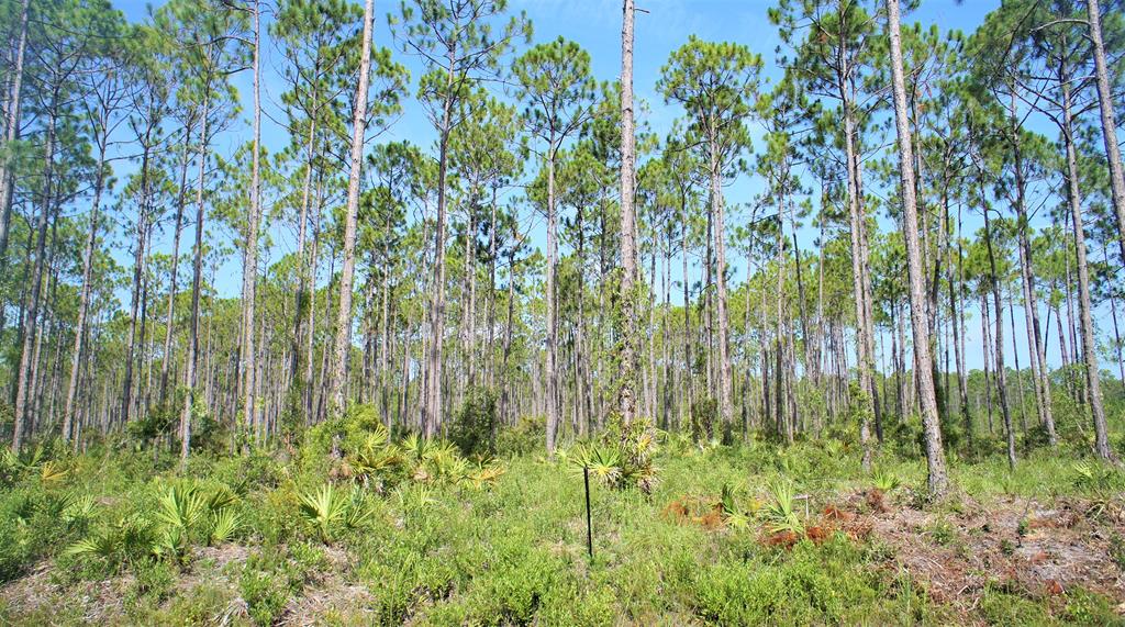 873 Jones Homestead Road Port St. Joe, FL 32456 - Photo 2 of 7