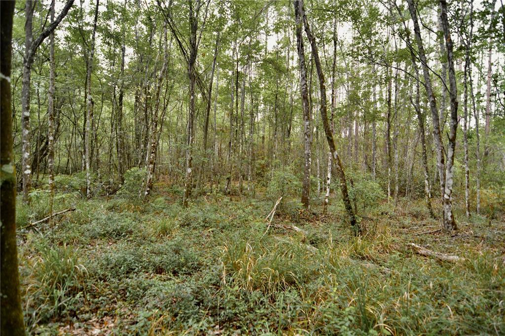 Sweet Gum Road Glen St. Mary, FL 32040 - Photo 11 of 44