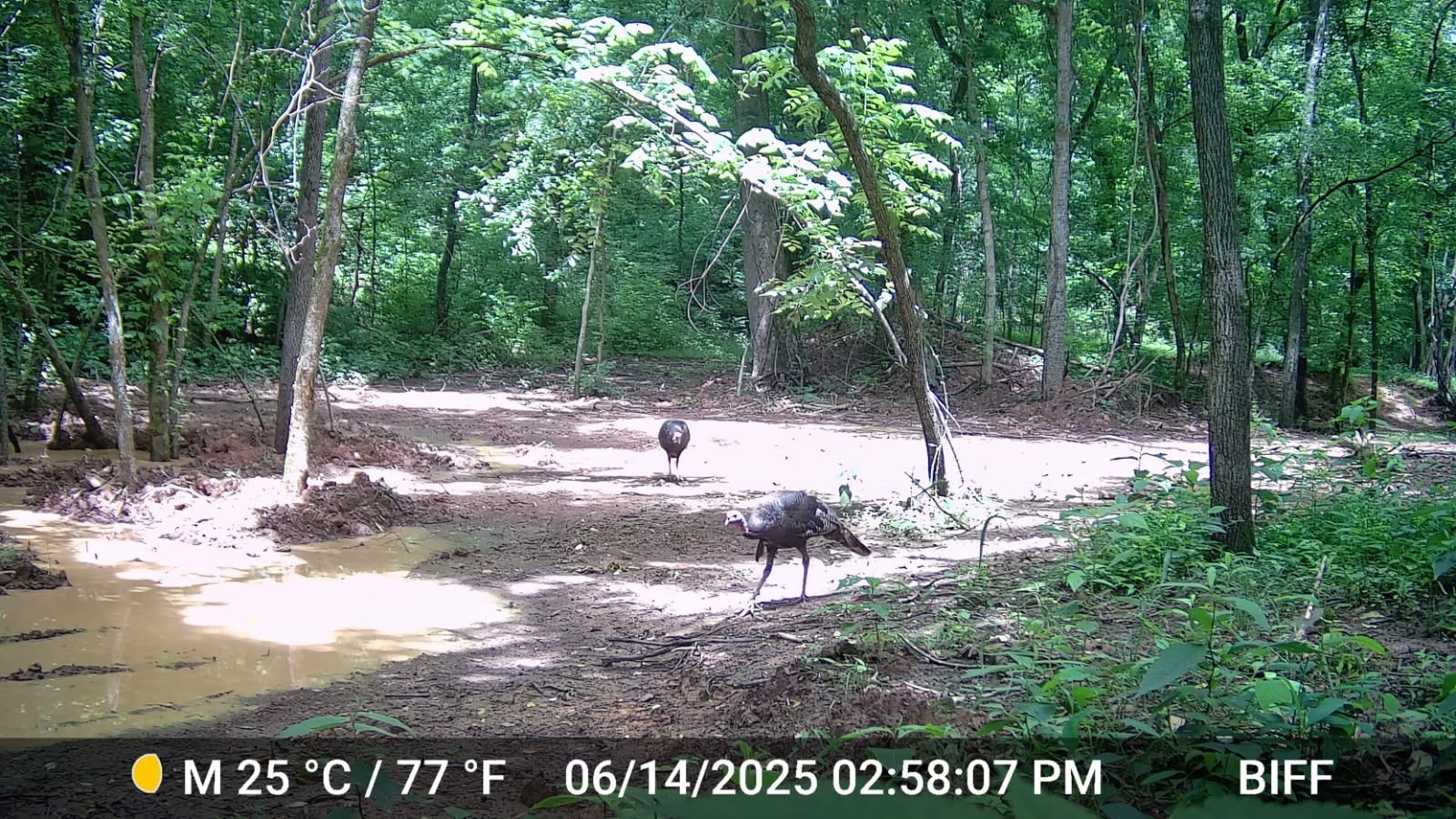 2219 Mack Benderman Road Culleoka, TN 38451 - Photo 40 of 40 a view of a park with a tree