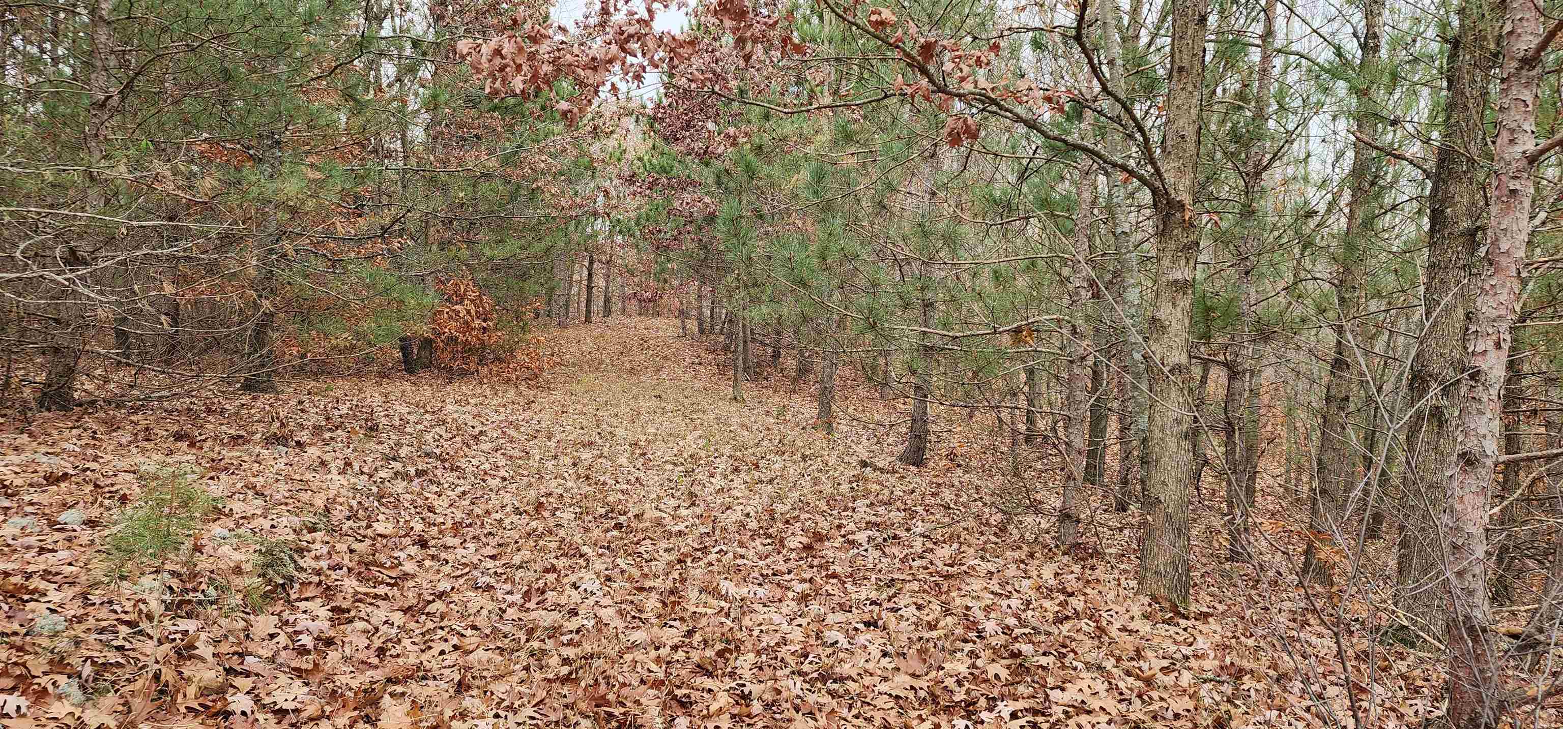 8.59 West Phelps Road Manton, MI 49663 - Photo 6 of 26