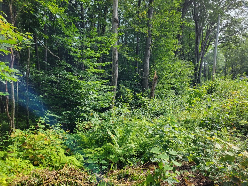 80 Sandy Cove Road Lunenburg, MA 01462 - Photo 1 of 2 a view of a forest with lots of trees