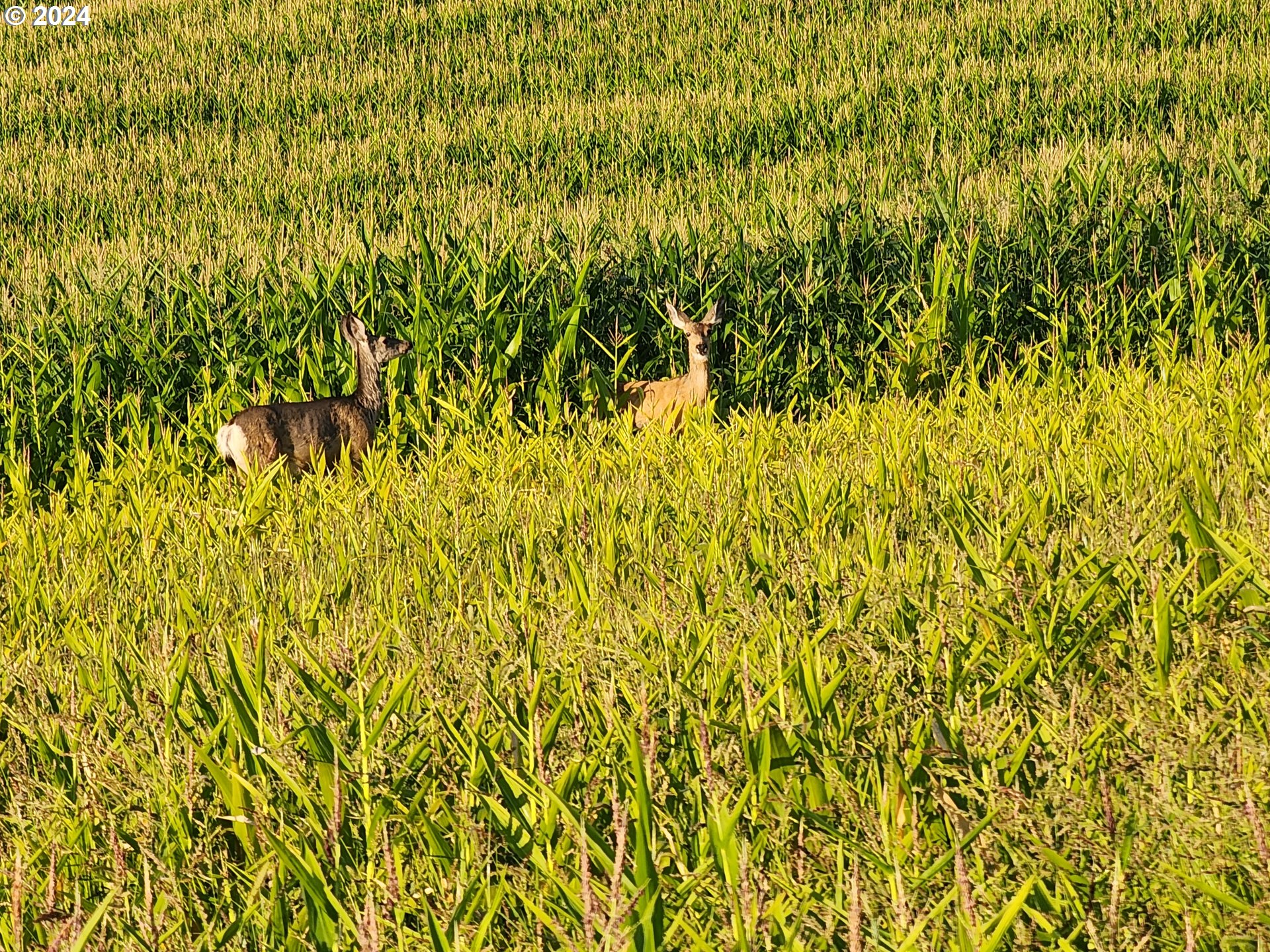 5109 Hyline Road Ontario, OR 97914 - Photo 7 of 48