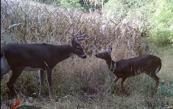 $1,750,000 | W10415 521st Avenue, Prescott, WI 54021