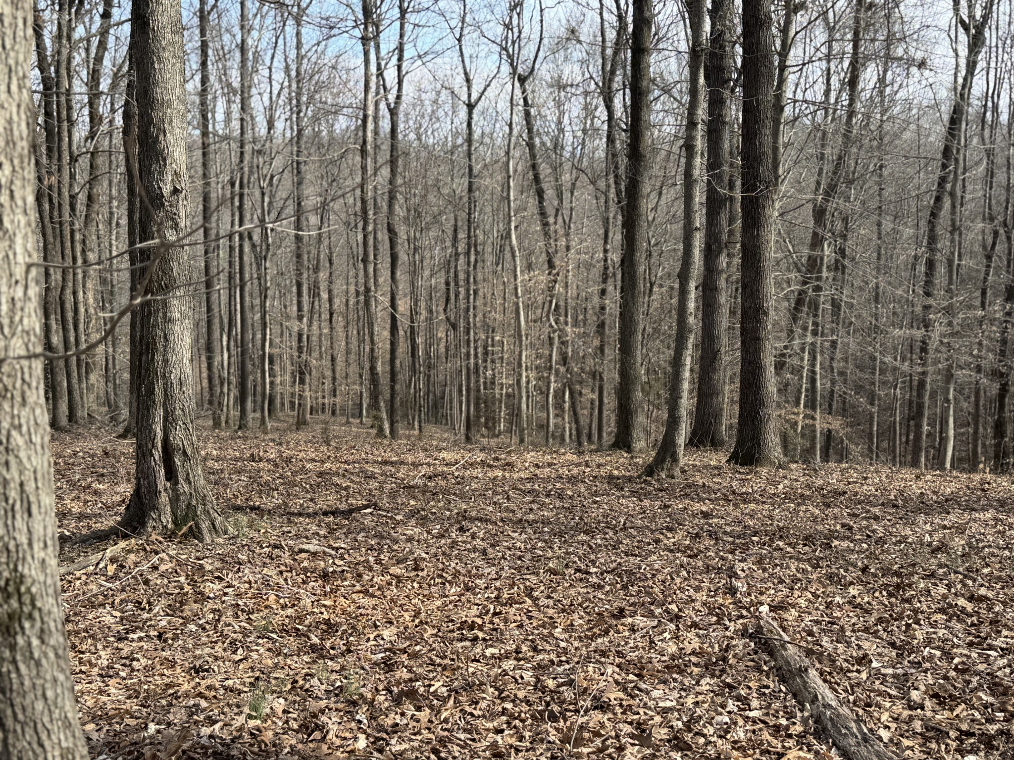 1475 Holland Road Lafayette, TN 37083 - Photo 12 of 12 a view of a backyard of the house