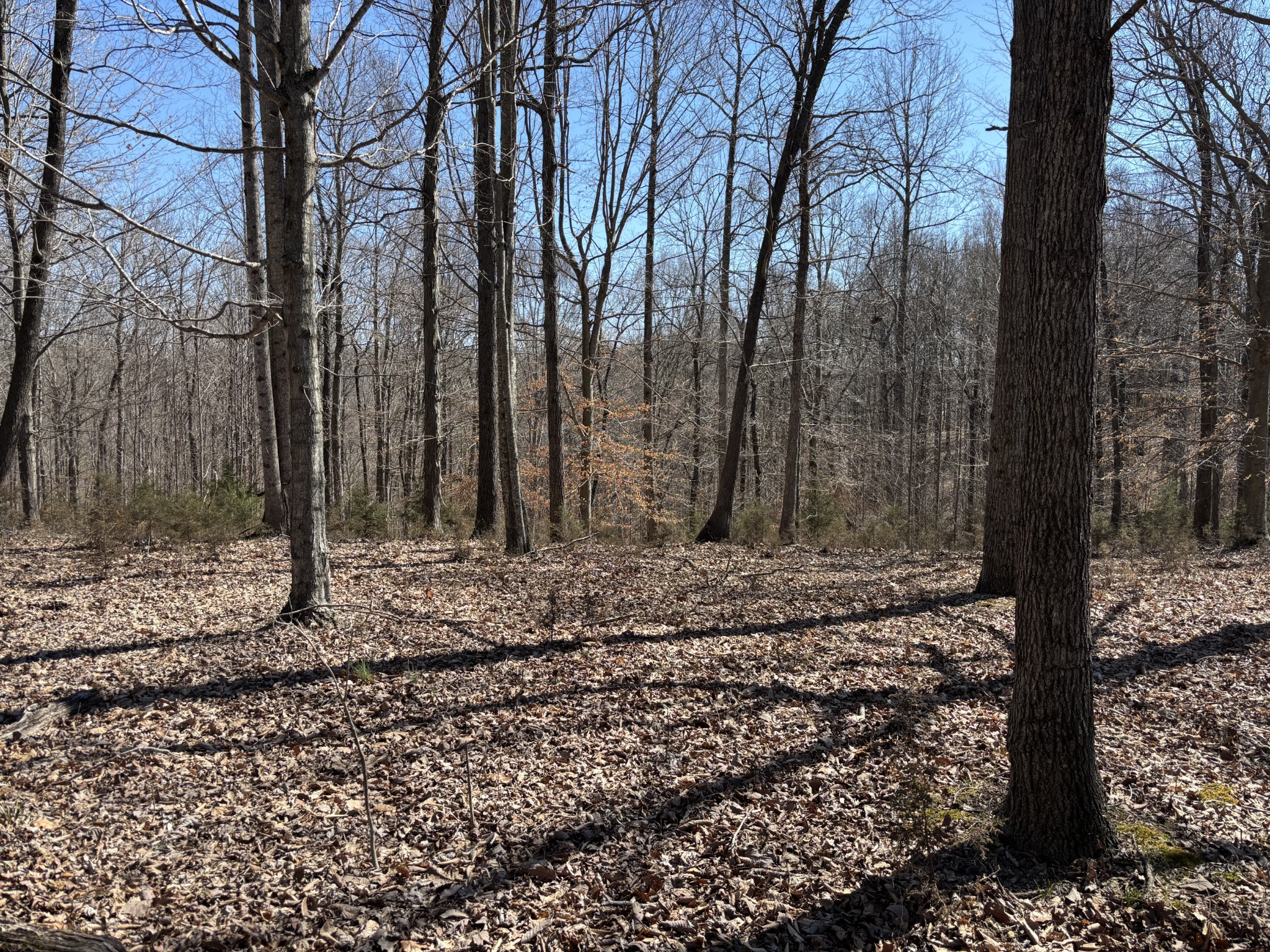 1475 Holland Road Lafayette, TN 37083 - Photo 7 of 12 a view of a backyard of the house