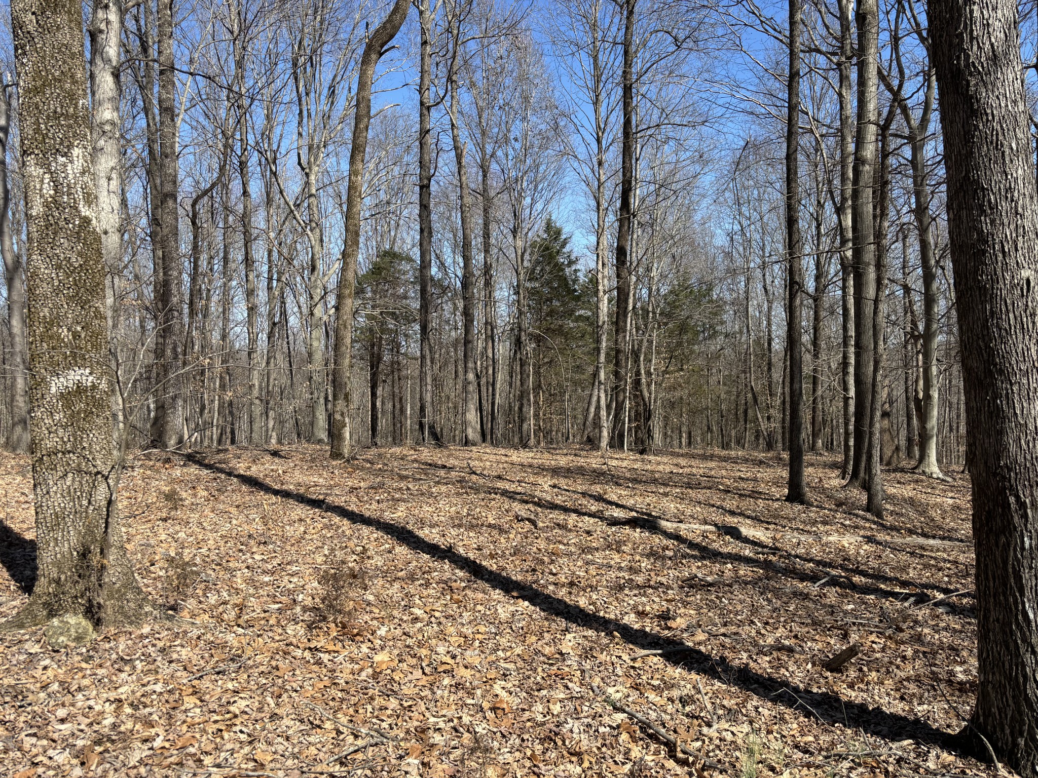 1475 Holland Road Lafayette, TN 37083 - Photo 8 of 12 a view of a backyard with trees