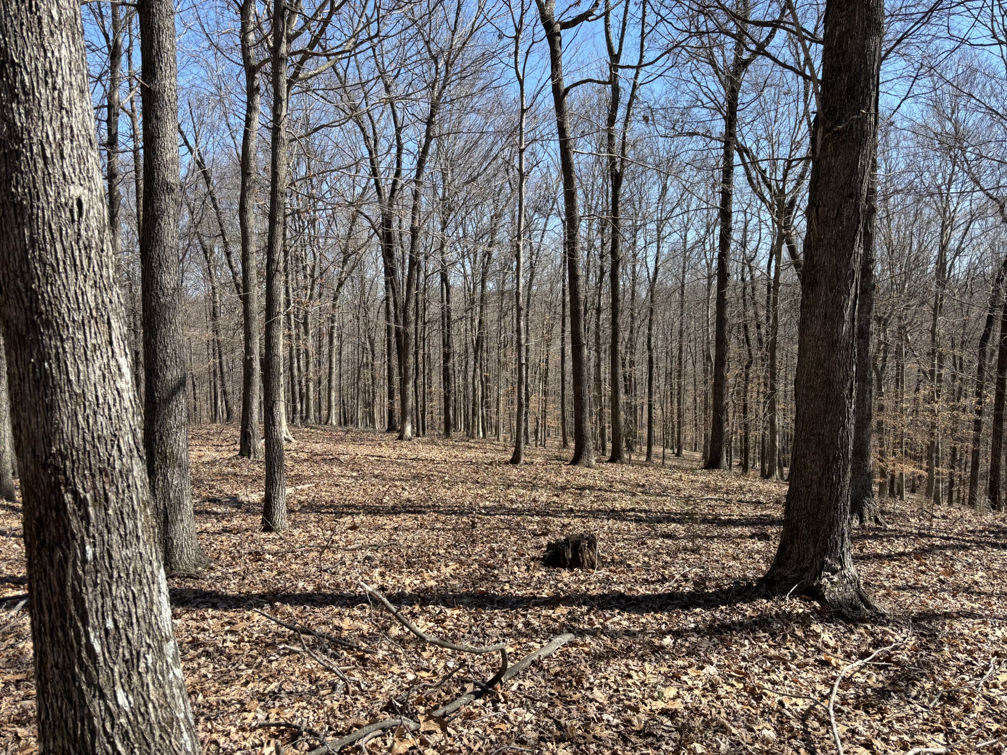 1475 Holland Road Lafayette, TN 37083 - Photo 9 of 12 a view of a backyard with large trees