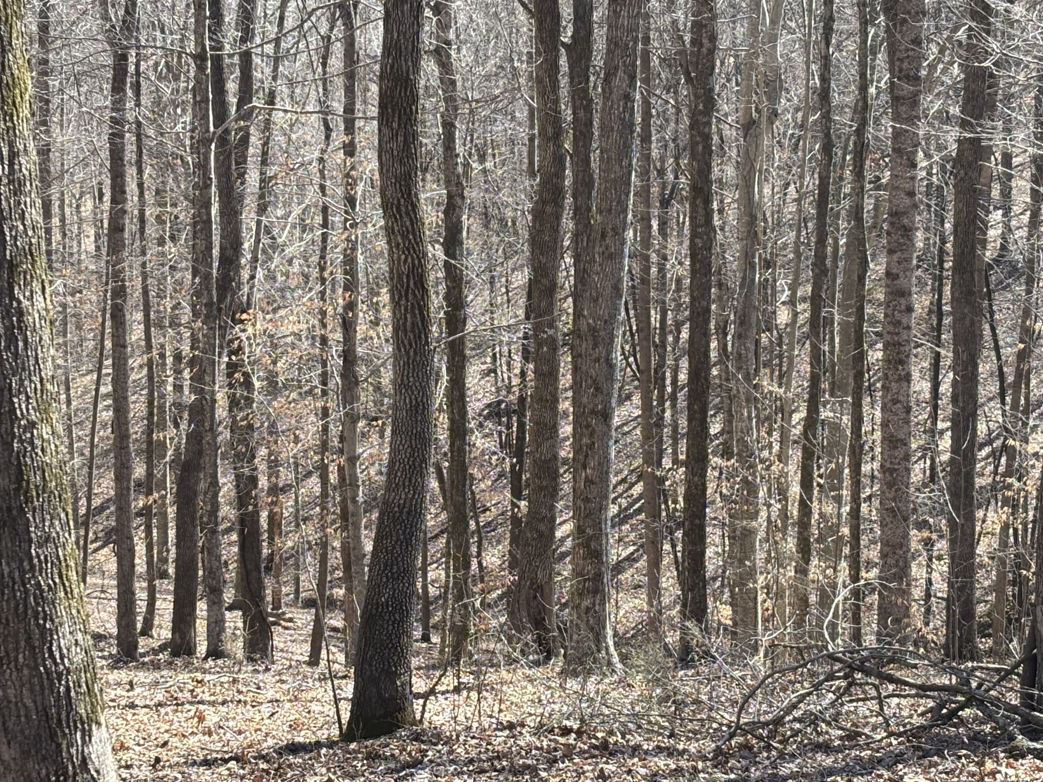 1475 Holland Road Lafayette, TN 37083 - Photo 10 of 12 a view of outdoor space with lots of trees