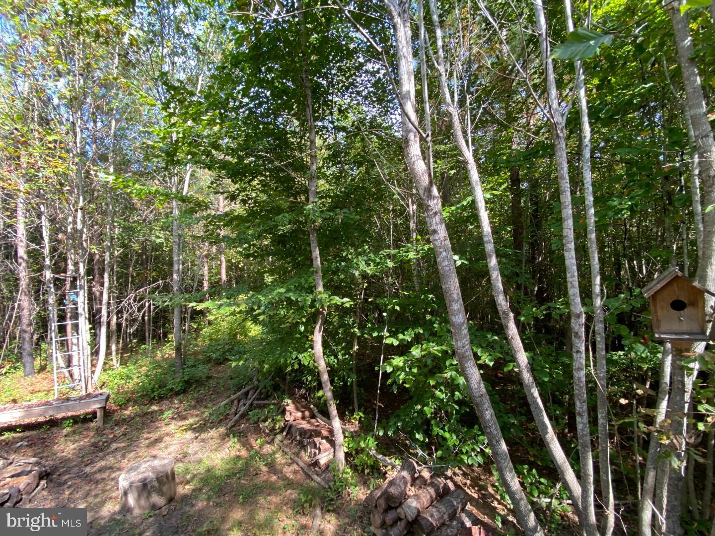 684 Squirrel Hollow Road Alberta, VA 23821 - Photo 21 of 43 Serene woodland retreat with vibrant greenery.