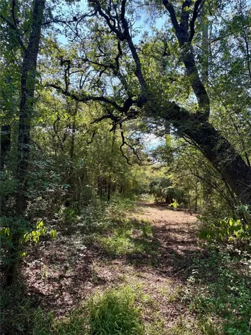 a view of a yard with plants and trees
