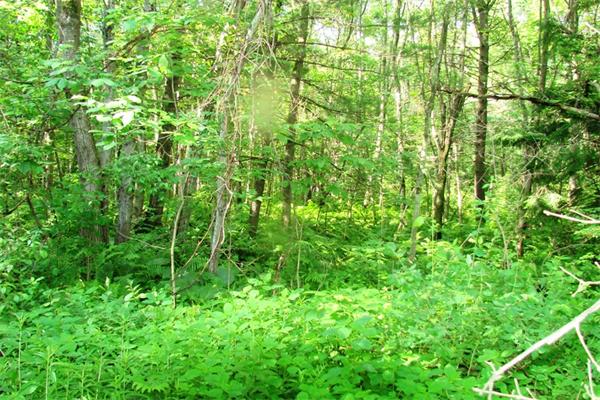 53 Farm Road Bolton, MA 01740 - Photo 7 of 11