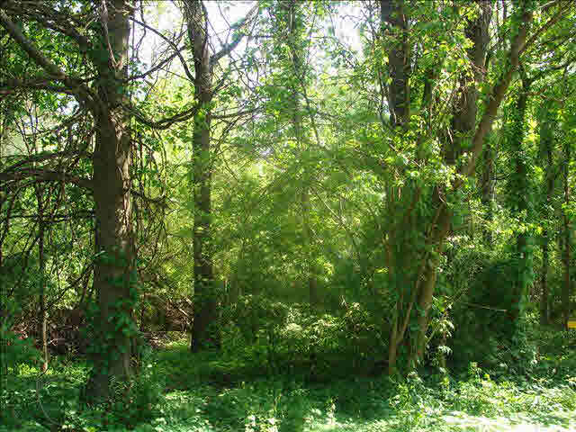0 West Dunbar Road Ida, MI 48140 - Photo 2 of 6 Beautiful Lot!