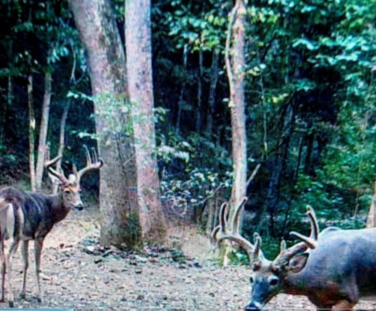 3680 Copper Creek Road Berea, KY 40403 - Photo 1 of 22 Fertile hunting grounds located next to