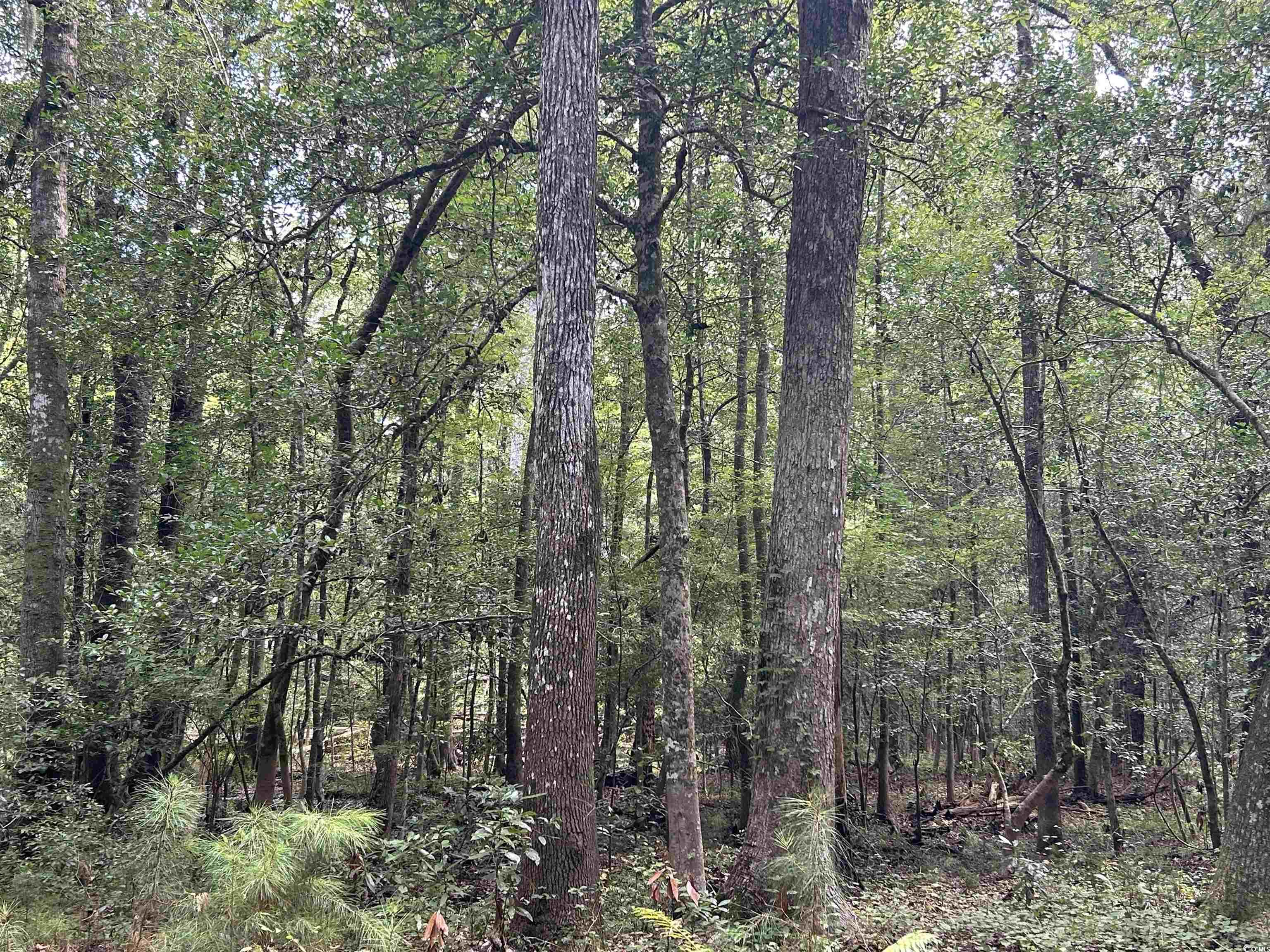 845 Old Buck Creek Road Longs, SC 29568 - Photo 11 of 24