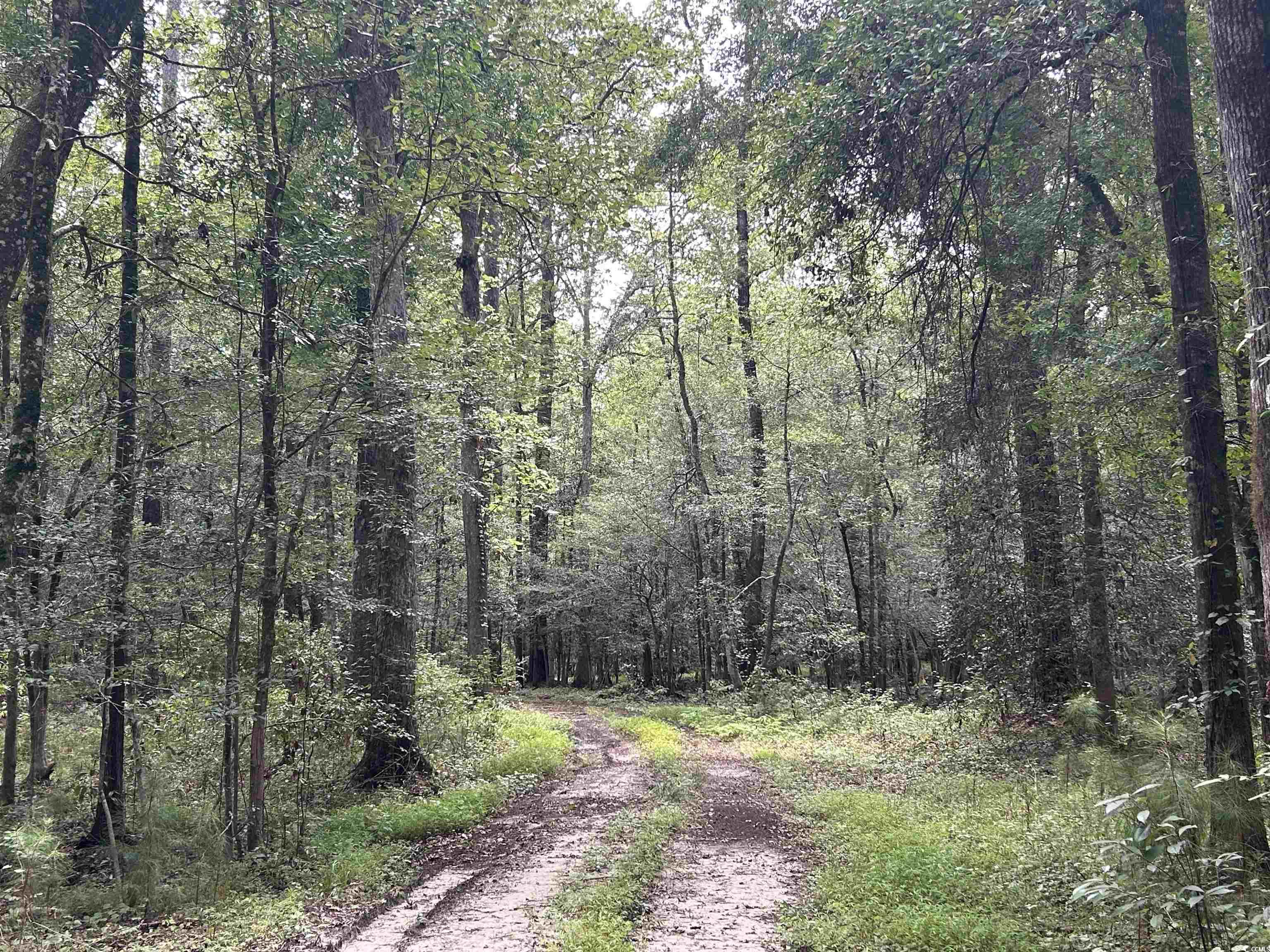 845 Old Buck Creek Road Longs, SC 29568 - Photo 12 of 24