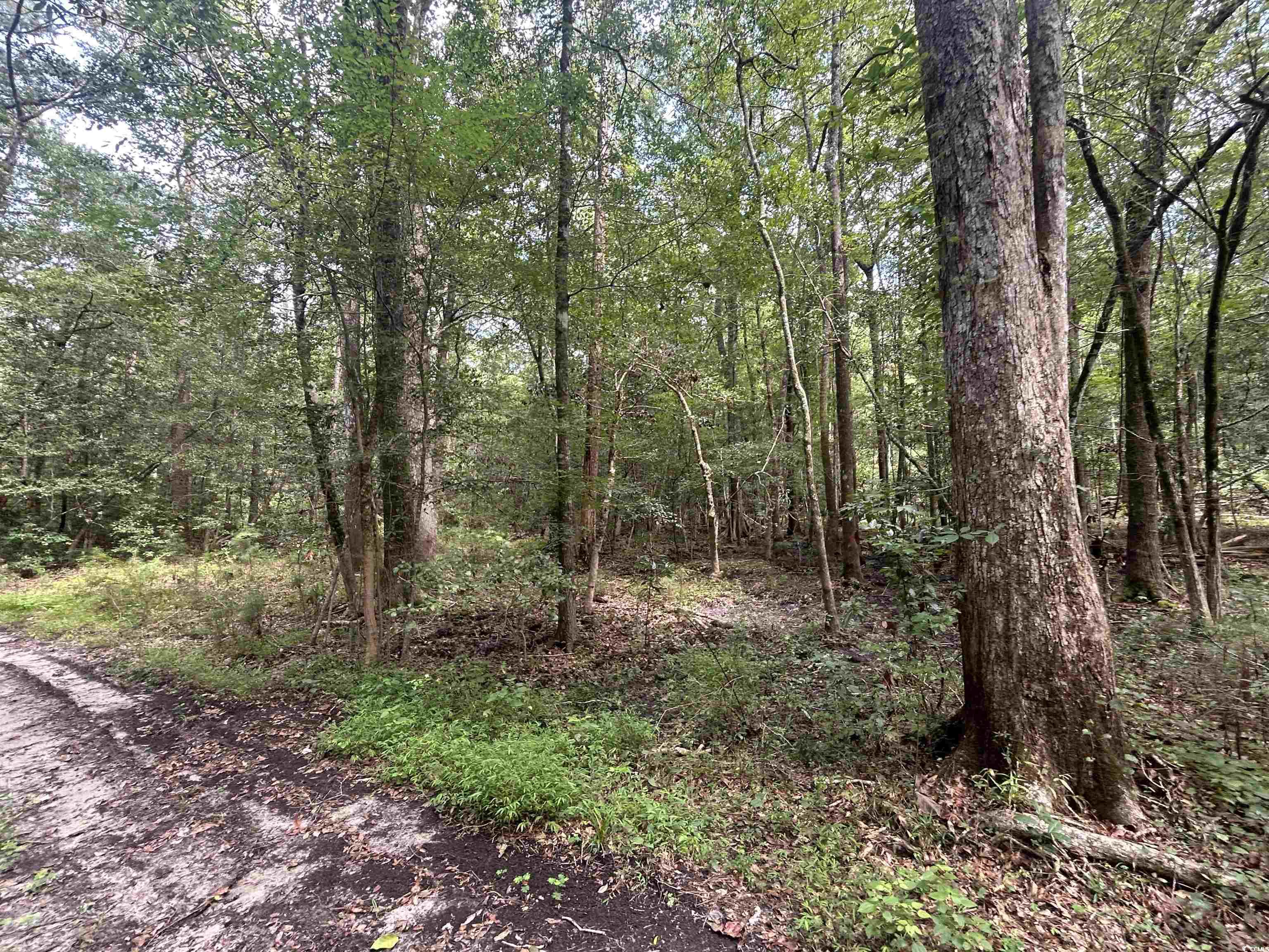 845 Old Buck Creek Road Longs, SC 29568 - Photo 13 of 24