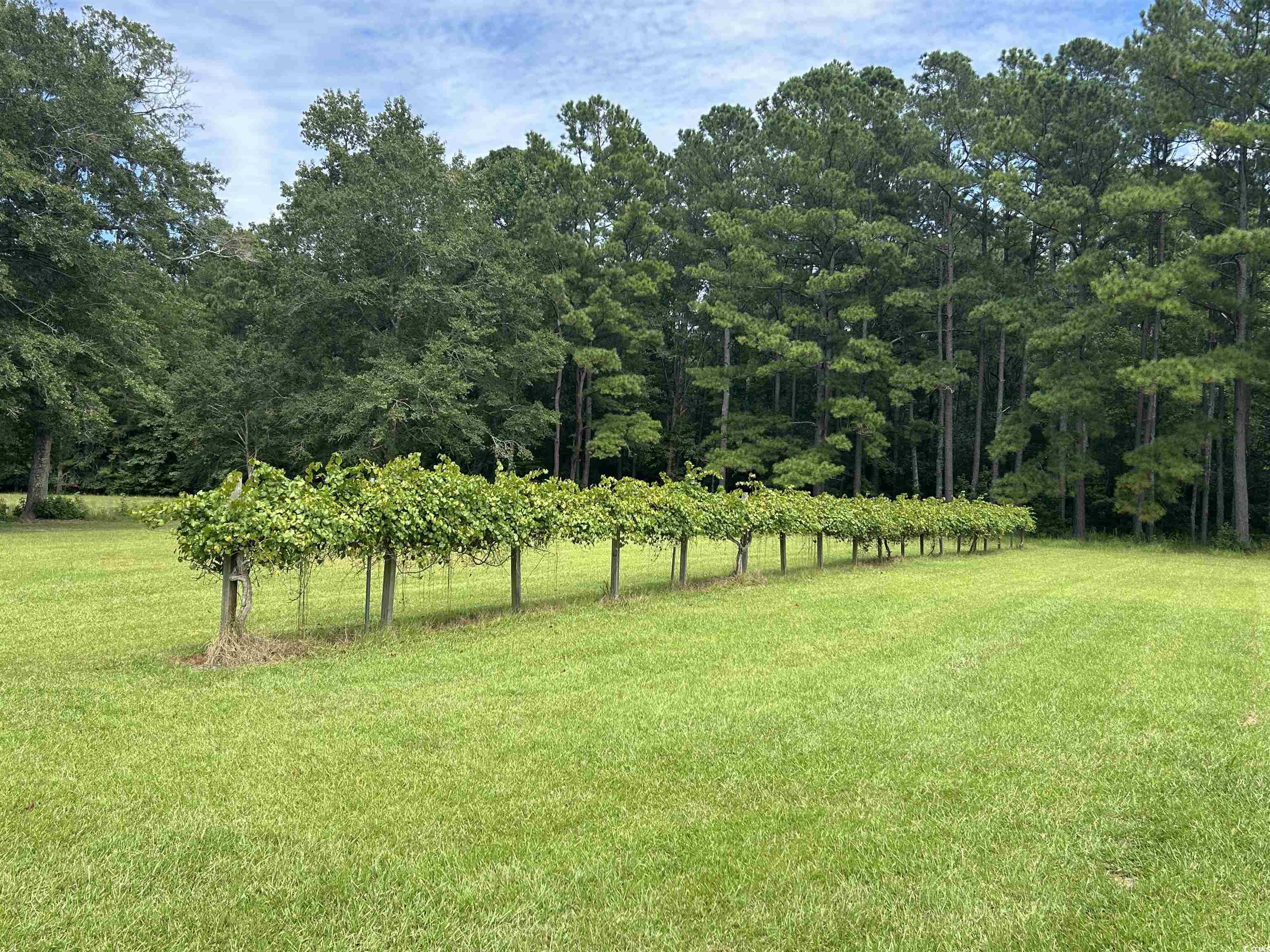 845 Old Buck Creek Road Longs, SC 29568 - Photo 17 of 24