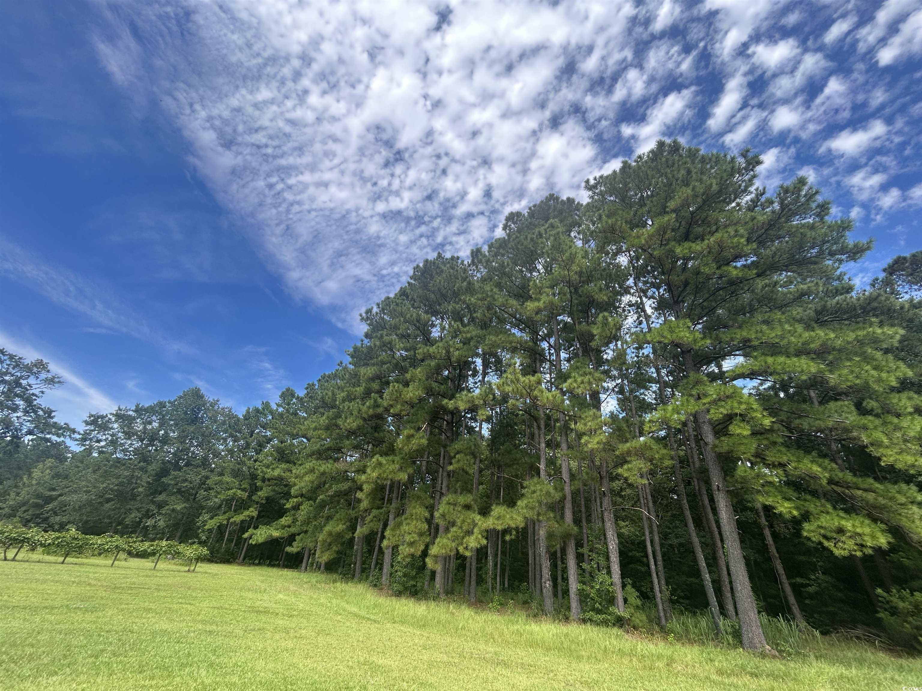 845 Old Buck Creek Road Longs, SC 29568 - Photo 24 of 24