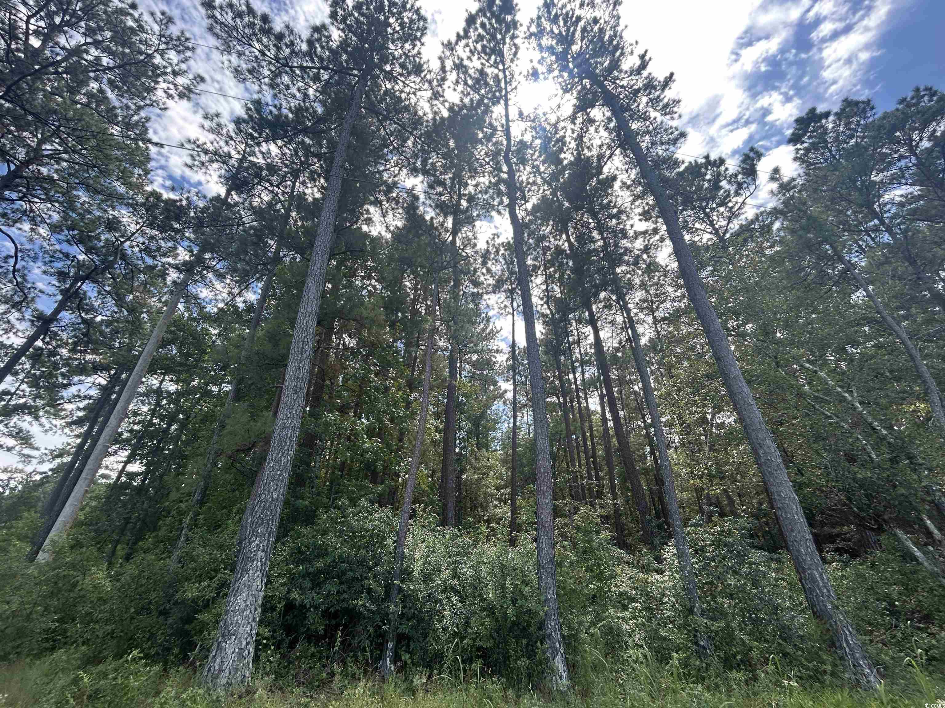 845 Old Buck Creek Road Longs, SC 29568 - Photo 8 of 24