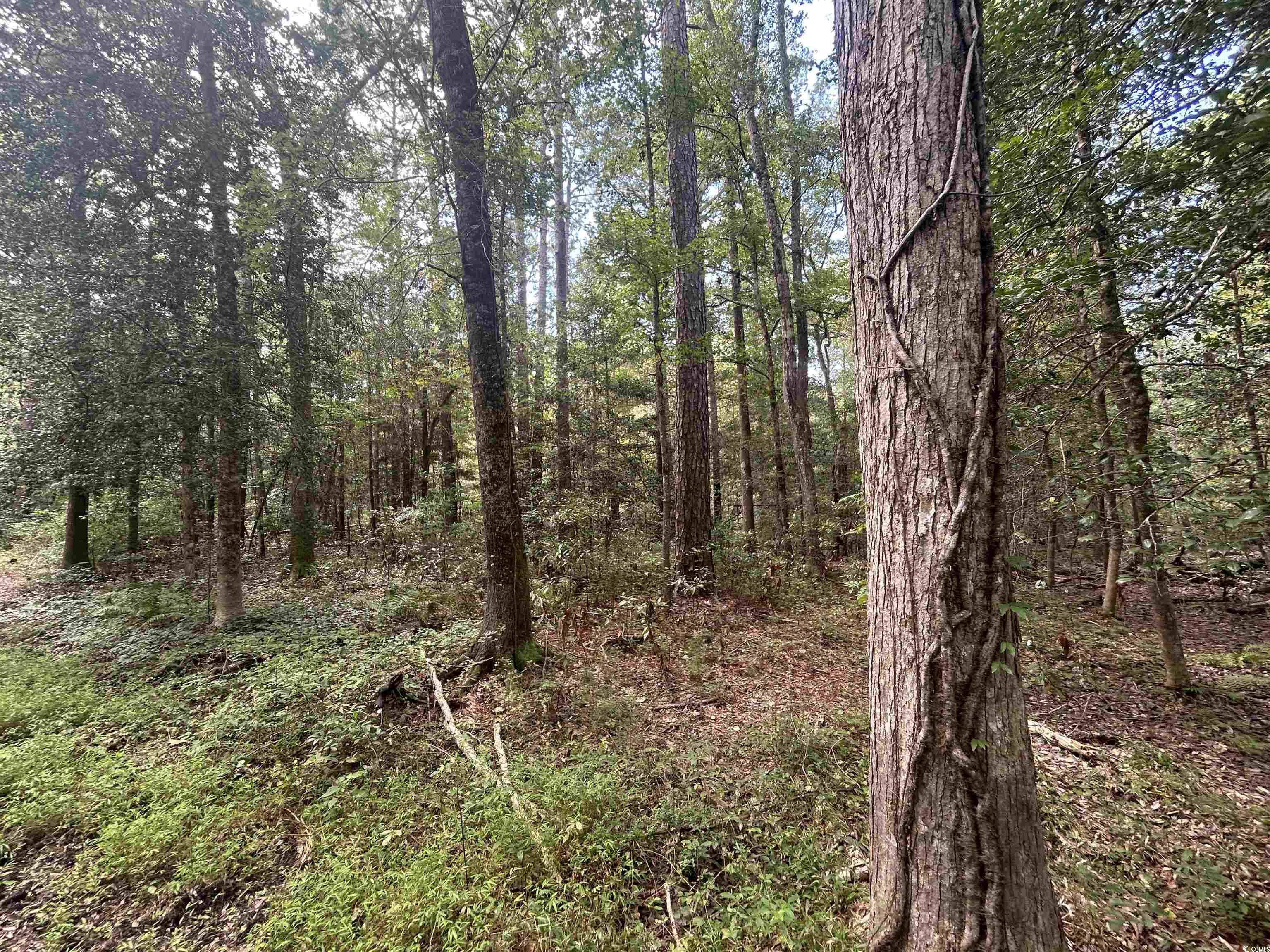 845 Old Buck Creek Road Longs, SC 29568 - Photo 9 of 24